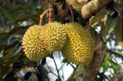 Buah musang durian. Foto buah-buahan, di mana ia tumbuh