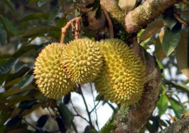 Buah musang durian. Foto buah-buahan, di mana ia tumbuh