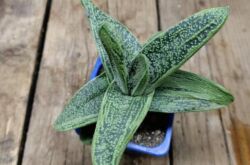 Gasteria växt