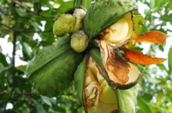 Pokok Coca-Cola menunjuk. Foto dan keterangan tanaman