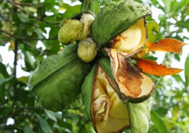 Pokok Coca-Cola menunjuk. Foto dan keterangan tanaman