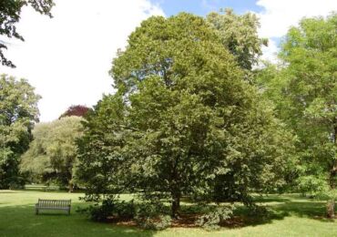 Linden berdaun lebar. Penerangan dan gambar