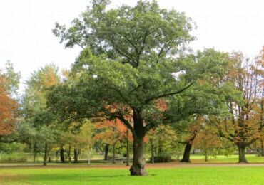 Pokok alder hitam