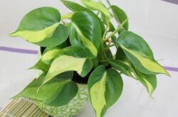 Philodendron. Omvårdnad och reproduktion. Transplantation och vattning