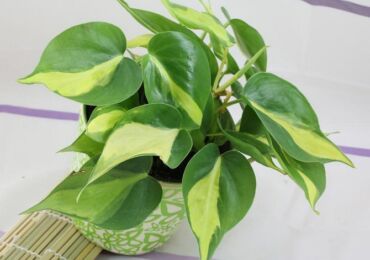 Philodendron. Omvårdnad och reproduktion. Transplantation och vattning