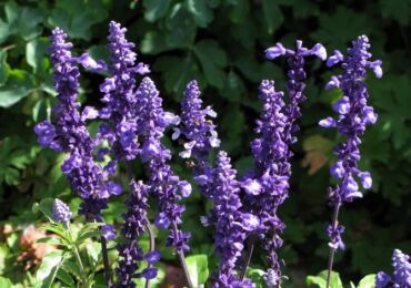 Salvia. Salvia. Skötsel och landning