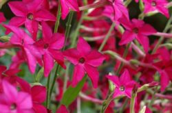 Doftande tobak. Odlar en årlig blomma