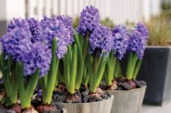 Hyacinths. Memaksa gondok