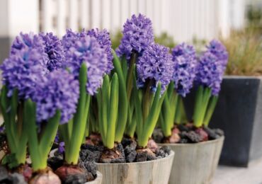 Hyacinths. Memaksa gondok