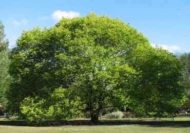 Elm adalah pendula kasar, camperdone dan menangis. Penerangan dan gambar elm