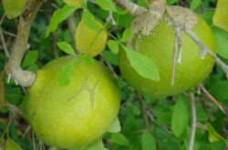 Baile Matum atau pokok buah quince Bengal dari India