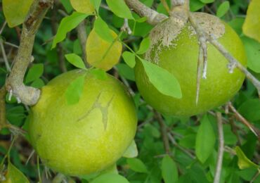 Baile Matum atau pokok buah quince Bengal dari India