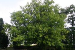 Maple berdaun abu Amerika. Foto dan keterangan pokok, daun