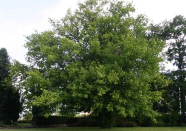 Maple berdaun abu Amerika. Foto dan keterangan pokok, daun