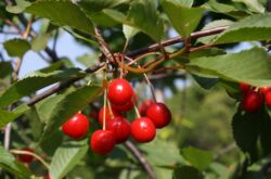 Pokok ceri. Penerangan, gambar buah-buahan dan perbungaan