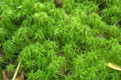 Lumut Sphagnum. Hartanah dan aplikasi dalam florikultur