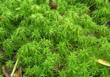 Lumut Sphagnum. Hartanah dan aplikasi dalam florikultur