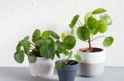 Pilea växt