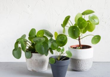 Pilea växt