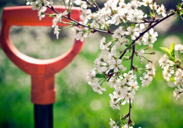 Gräva i plantor för vintern - 5 regler för framgångsrik grävning