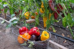 Top dressing av paprika och äggplantor