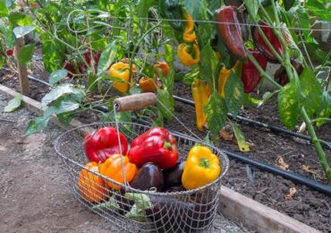 Top dressing av paprika och äggplantor