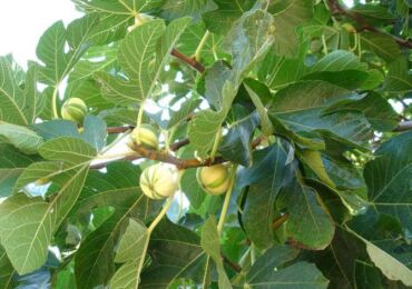 Ara atau pokok ara. Ciri-ciri yang berkembang dan berguna