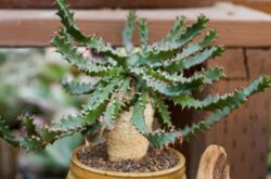 Tumbuhan Euphorbia