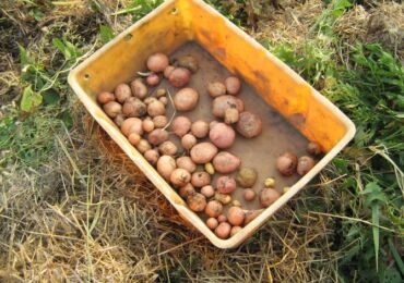 Växande potatis under halm eller mulch