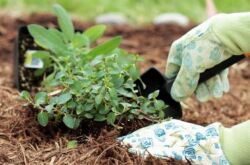 Rätt mulching: hur och när man ska mulka jorden