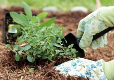 Rätt mulching: hur och när man ska mulka jorden