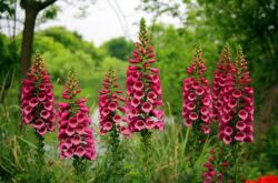 Digitalis atau digitalis. Berkembang dan menjaga. Penyebaran benih