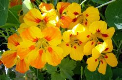 Nasturtium. Bunga di kebun. Berkembang dan menjaga