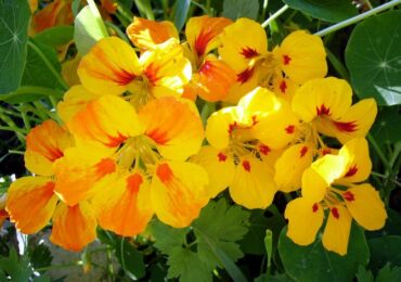 Nasturtium. Bunga di kebun. Berkembang dan menjaga