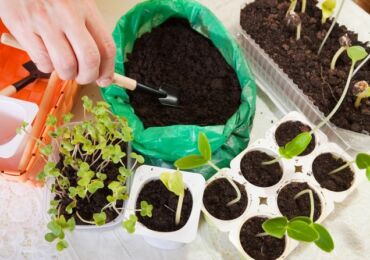 Plantplockning: vad är det och varför behövs det?