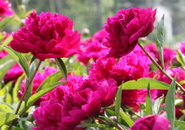 Menanam peonies. Cara menanam peonies di kebun dan di negara ini