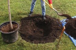 Plantering av fruktträdplantor: spår och högar