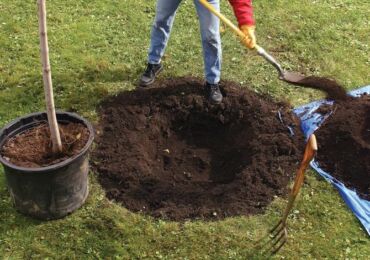 Plantering av fruktträdplantor: spår och högar