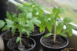 Menyiapkan biji tomato untuk menanam anak benih