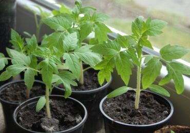 Menyiapkan biji tomato untuk menanam anak benih