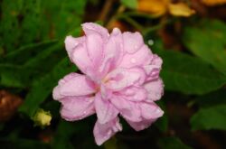 Terry calistegia. Mawar Siberia. Berkembang dan menjaga