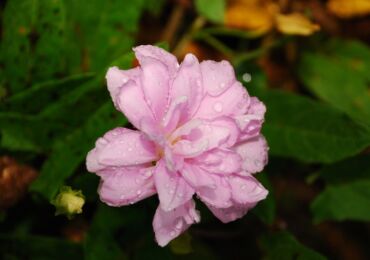 Terry calistegia. Sibiriska rosor. Växande och vård