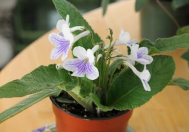 Streptocarpus. Penjagaan dan penanaman di rumah