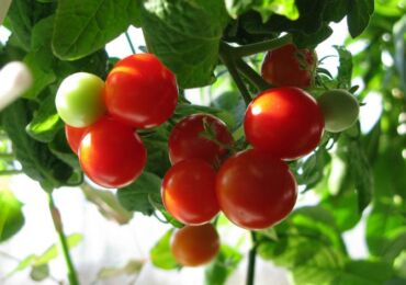 Ett intressant sätt att odla tomatplantor utan mark