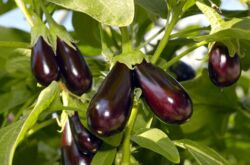 Hur man odlar aubergine: sju hemligheter av en bra skörd