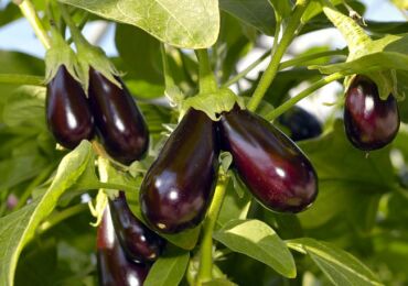 Hur man odlar aubergine: sju hemligheter av en bra skörd