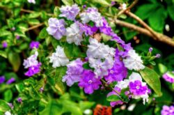 Brunfelsia. Penjagaan dan penanaman di rumah