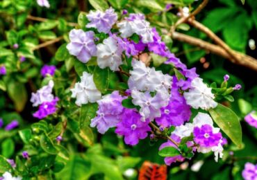 Brunfelsia. Penjagaan dan penanaman di rumah