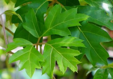 Cissus är en druva inomhus. Hemvård och odling. Plantering och avel