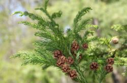 Cryptomeria växt